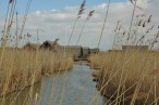 SchilfguertelUndPfahlbautenAmNeusiedlerseeFotoPrinzSCHNAPPENat.JPG