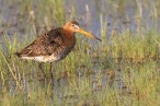 UferschnepfeFotoMichaelDvorakBirdLiveOesterreich.jpg