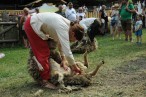 SchafScheerenAmKeltenfestFotoPrinzSCHNAPPENat.JPG