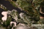 TannenAmWinternachtsballFotoPrinzSCHNAPPENat.JPG