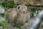 LuchsNachwuchsFotoNorbertPotenskyTiergartenSchoenbrunn.jpg