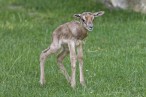 MhorrgazelleFotoNorbertPotenskyTiergartenSchoenbrunn.jpg