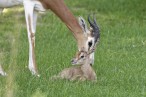 MhorrgazelleTiergartenSchoenbrunnNachwuchsFotoNorbertPotensky.jpg