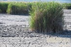 MoerbischNeusiedlerSeeAusgetrocknetFotoPrinzSCHNAPPENat7.jpg