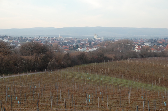 DeutschkreutzWeinlandFotoBoehm