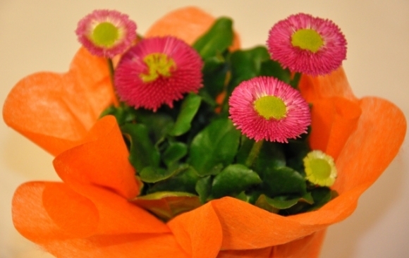 FruehlingsblumenFotoAnnemariePrinz