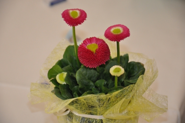 MesseHausGartenBlumenFotoAnnemariePrinz