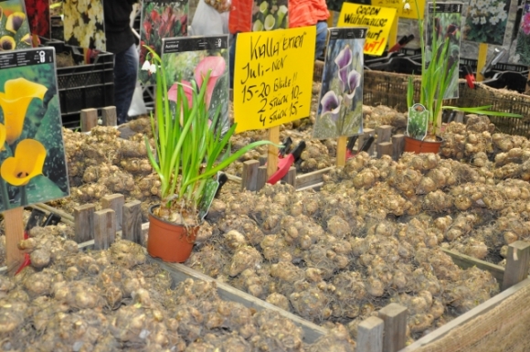 BlumenzwiebelHausGartenMesseOesterreichFotoAnnemariePrinz