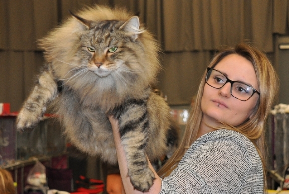 2014HaustiermesseEdelkatzeFotoAnnemariePrinz