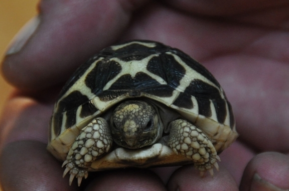 SchildkroeteBabyWienerNeustadtFotoPrinz