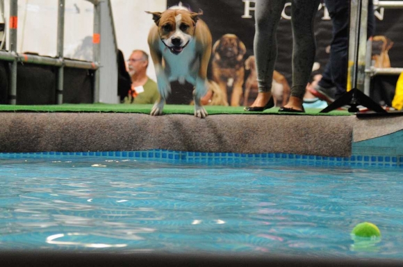 DogDivingFotoPrinzSCHNAPPENat