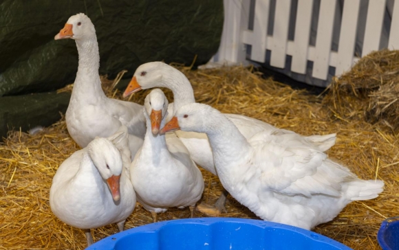 Haustiermesse2019FotoFranzBaldauf (2)