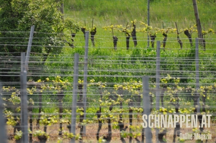 JoisWeingaertenFotoAnnemariePrinz