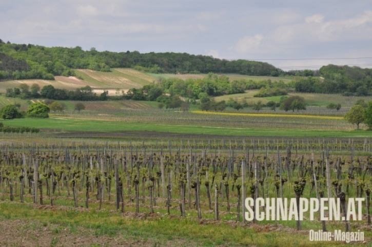WeingaertenJoisFotoAnnemariePrinz