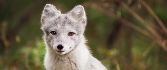 PolarfuchsFotoBorsalinoGaumontMRPMatilaRoehrProdctions