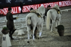 SpanischeHofreitschuleLipizzanerFotoAnnemariePrinz