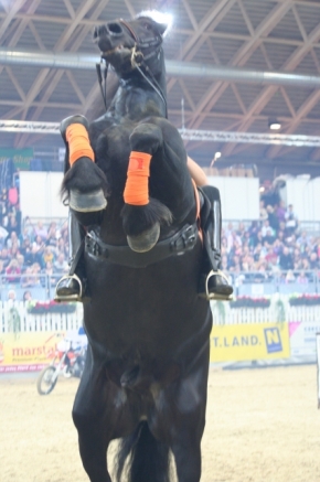PferdemesseWNFotoPrinz (14)
