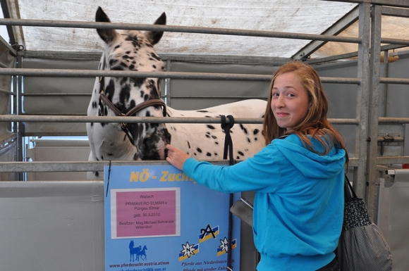 ZuchtpferdeAusstellungWrNeustadtFotoPrinzOnlineMagazinSCHNAPPENat