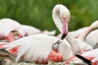 FlamingoTiergartenSchoenbrunnWienFotoDanielZupanc