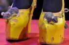 2015WienSchuhmacherballSiegerKaeseSchuhFotoPrinzOnlineMagazinSCHNAPPEN