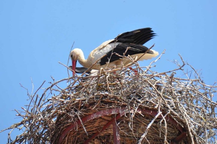 NestStorchFotoPrinzSCHNAPPENat