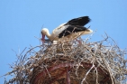 NestStorchFotoPrinzSCHNAPPENat