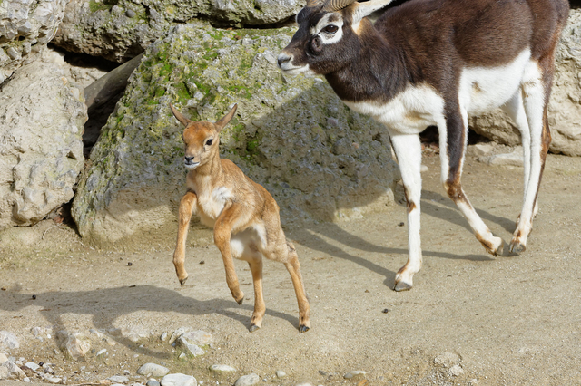 Hirschziegenantilope in Schönbrunn. Foto: Norbert Potensky HirschziegenantilopeNorbert Potensky