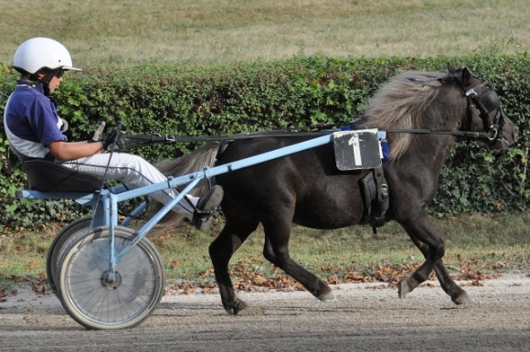 TrabenPonyFotoPrinz