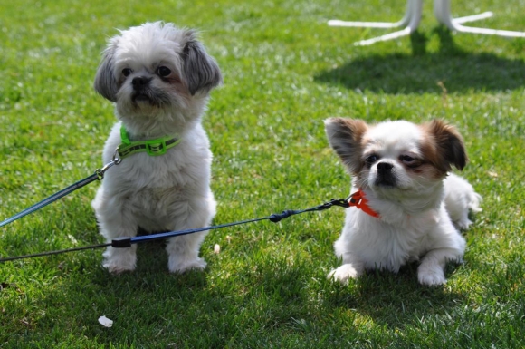 HundeWillkommenWanderungenWeinidylleFotoPrinzSCHNAPPENat