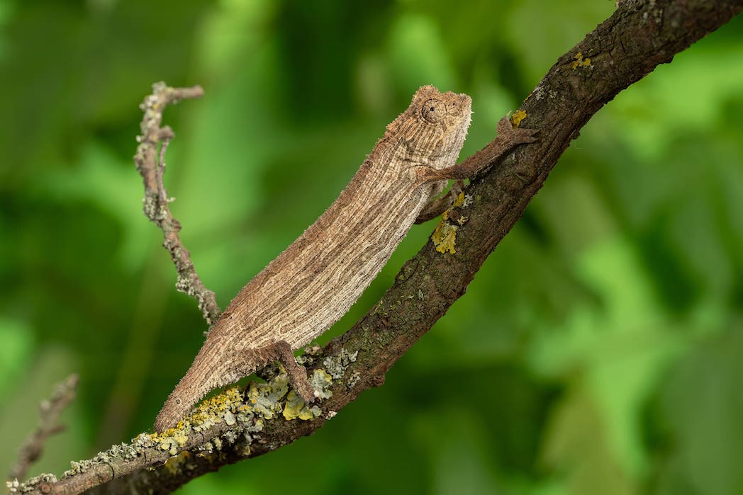 ChamaeleonFotoSchoenbrunnDanielZupanc5