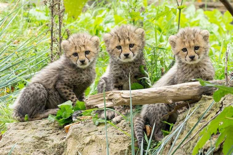 j10 tierbabys gepard tgs zupanc 04
