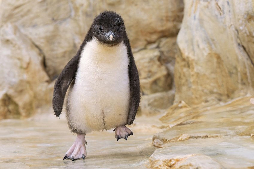 j2 tierbabys noerdlicher felsenpinguin tgs zupanc 01