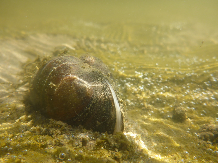 FlussmuschelUnionCrassusFoto(c)GuentherSchattauer