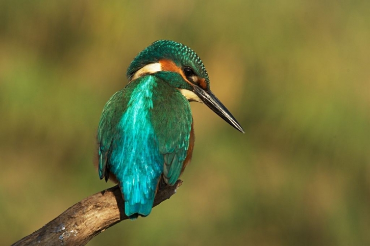 EisvogelFoto(c)RudoJurecek