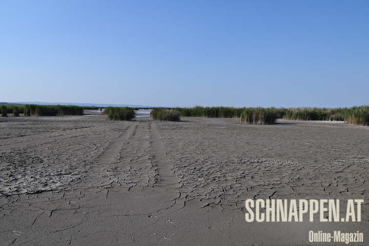 MoerbischNeusiedlerSeeAusgetrocknetFotoPrinzSCHNAPPENat2